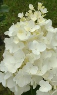 Hortensja bukietowa ,,SILVER DOLLAR" Długo cieszy bielą