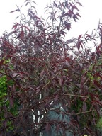 Brzoskwinia CZERWONOLISTNA – mrozoodporna, dekoracyjna, jadalne owoce