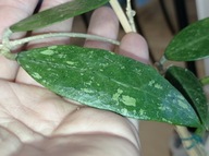Hoya Hoja VERTICILLATA sp. BOGOR cięta