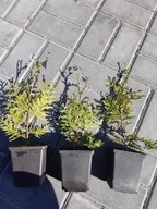 Tuja tuje szmaragd różne 20 cm 30 40 50 60 70 80