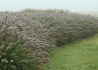 ROZPLENICA JAPOŃSKA "NATIONAL ARBORETUM" SADZONKA
