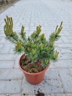 Sosna drobnokwiatowa Pinus parviflora 'Bunty' NA BIG BONSAI