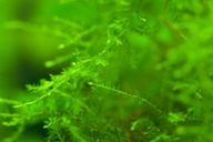 Peacock moss - Mech Pawi - na korzeń