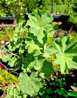 Przywrotnik ostroklapowy, zbieracz rosy