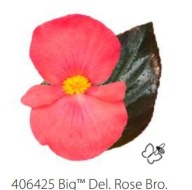 Begonia Big Deluxxe Rose with Bronze Leaf typ DRAGON CZERWONE LIŚCIE
