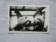 TRZY GOŁĘBIE STARA FOTOGRAFIA