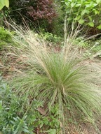 OSTNICA CIENIUTKA sadzonki 10 szt