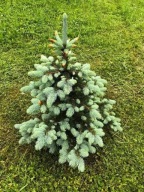 MAŁA PIRAMIDA Świerk kłujący srebrny 'Prima Ballerina' Picea pungens