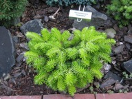 ZIELONA PODUCHA Jodła kaukaska 'Munsterland' Abies nordmanniana