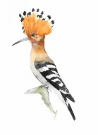 dudek, ptaki Polski, akwarela, oryginał, format A4