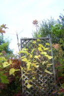 Morwa czarna kulista na pniu szczepiona 170 cm inna