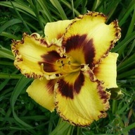 Liliowiec Ledgewood Born Free