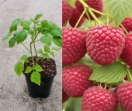 MALINA 10 SZTUK POWTARZAJĄCA JESIENNA NAJDŁUŻEJ OWOCUJĄCA SADZONKI MALIN