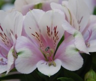 Alstromeria Alstroemeria Inticancha MOON