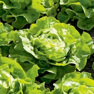 Sałata Głowiasta Masłowa - bardzo smaczna i plenna - nasiona 50 sztuk ***