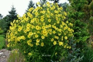 SŁONECZNIK LEMON QUEEN cytrynowe kwiaty OKAZAŁE KĘPY sadzonki