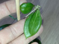 Hoya Hoja CAMPHORIFOLIA cięta