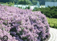 Lilak meyera PALIBIN Bez mocno pachnący