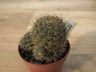 Kaktus ,Rebutia sanguinea FR 760