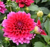 DALIA DAHLIA hortensis Lubega Power Burgundy