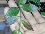 Hoya Hoja ELLE cięta