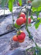 Pomidor Eva Purple Ball stara niemiecka odmiana z XIX wieku