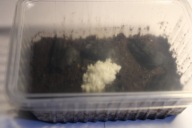 DUŻA HODOWLA SKOCZOGONKÓW 1LITR, 1000ML - BIAŁE WIĘKSZE SKOCZKI,OWADY,CLEAN