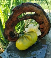 Pomidor Flander’s Contrast (251) nasiona kolekcjonerskie