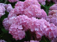 HORTENSJA OGRODOWA ROSITA /sztobry 20szt