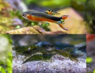 Gupiki Santa Maria 5x + krewetki zielone 5x zestaw życia do akwarium