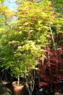 klon osakazuki warkoczowy czerwony okazały 180cm szczepiony palmowy inny