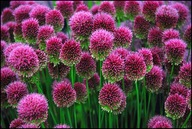 Czosnek główkowaty w doniczce sadzonka p9 mrozoodporny 10 cm wieloletni