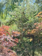 Jodła koreańska 18 letnia karlowa szczepiona pagodowa zwisająca niwak inna