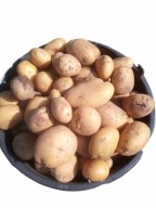 ZIEMNAIKI IGNACY KALIBER 35-55 16 KG