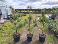 sosna thunberga 80-85cm