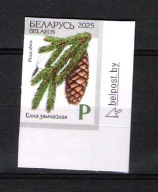 Białoruś 2025, zn. CIĘTY, Dzika Przyroda Białorusi, drzewo świerk