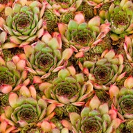 Rojnik 'Andromeda' Sempervivum hybridum