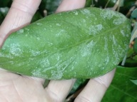 Hoya Hoja RAINY MAN cięta