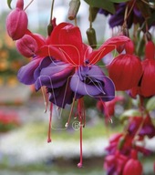 Fuksja Fuchsia Vodoo