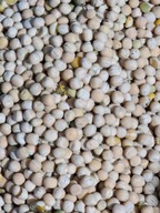 Groch żółty 25 kg Poplon Pasza zielony nawóz