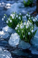 ŚNIEŻYCZKA PRZEBIŚNIEG SADZONKA W DONICZCE P8 DO DONICY NA BALKON TARAS