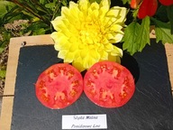 Pomidor Śląska Malina plenne malinowe historyczne nasiona kolekcjonerskie