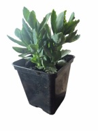 Rozchodnik sedum doniczka p9