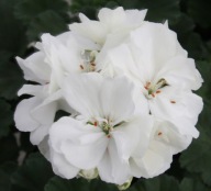 Pelargonia BIAŁA zonale Moonlight Sailing
