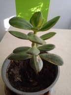 Crassula grubosz drzewko szczęścia VARIEGATA