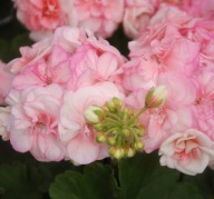 Pelargonia PEŁNA zonale Salmon Queen