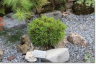 Pinus strobus 'Jamaican Curls' - karzełek !!!!!