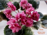 Fiołek afrykański @cięty liść @ Zivay @ standard