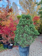 Sosna tatrzańska 20 letnia górska okaz 200cm inna