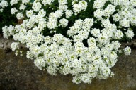 Sziwerekia - Schivereckia bornmuelleri